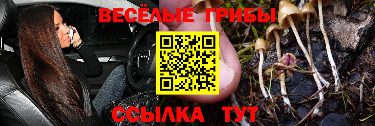 Псилоцибиновые грибы Cubensis Сорочинск